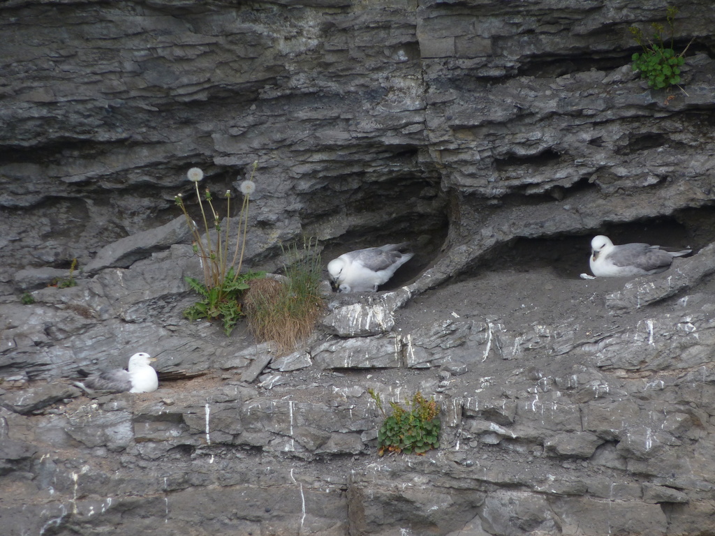 Atlantic Northern Fulmar