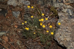 Erigeron bloomeri bloomeri