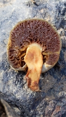 Pholiota nubigena