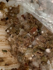 Sclerotinia sclerotiorum