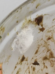 Sclerotinia sclerotiorum