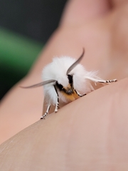 Spilosoma virginica