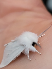 Spilosoma virginica