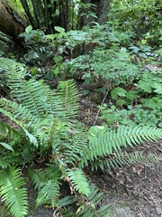 Polystichum munitum