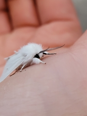 Spilosoma virginica