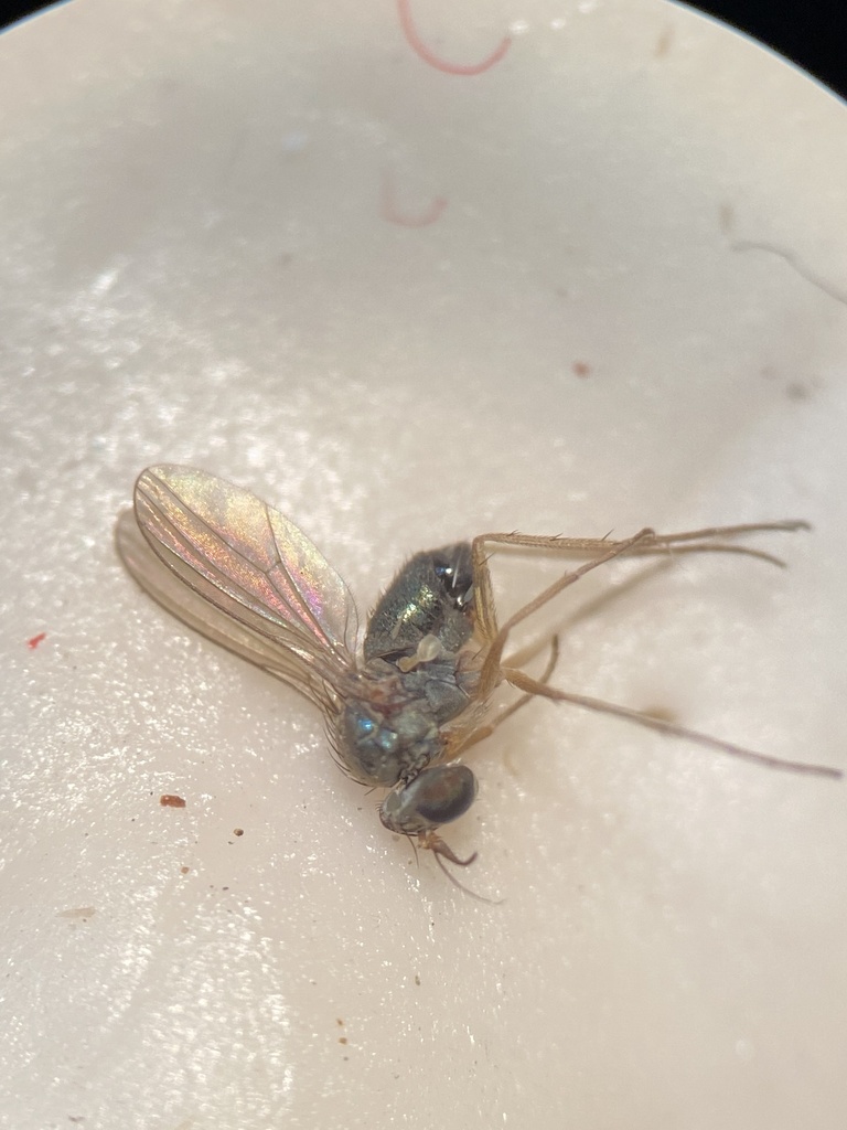 Peloropeodes