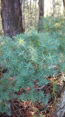 Melaleuca linariifolia