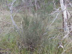 Allocasuarina paradoxa