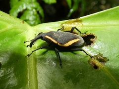 Cactophagus circumjectus