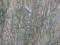 Allocasuarina paradoxa