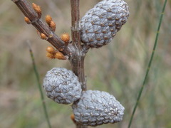 Allocasuarina paradoxa