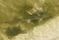 Triakis semifasciata