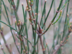 Allocasuarina paradoxa