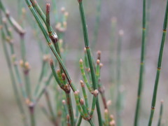 Allocasuarina paradoxa