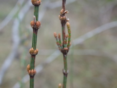 Allocasuarina paradoxa