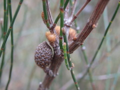 Allocasuarina paradoxa