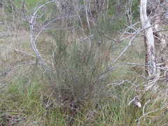 Allocasuarina paradoxa