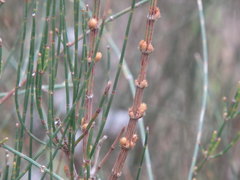 Allocasuarina paradoxa