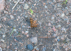 Epelis truncataria