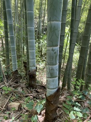 Phyllostachys edulis