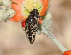 Acmaeodera cuneata