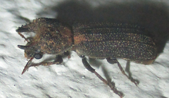 Bostrychoplites cornutus