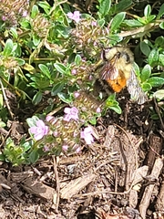Bombus