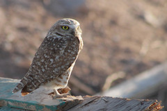 Athene cunicularia