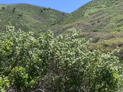 Crataegus succulenta