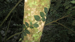 Rhaphidophora hayi