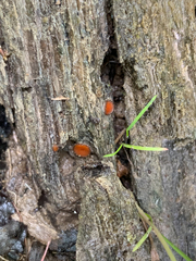 Scutellinia vitreola