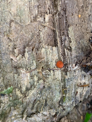 Scutellinia vitreola