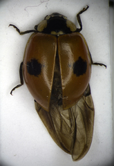 Adalia bipunctata