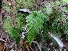 Abrodictyum elongatum