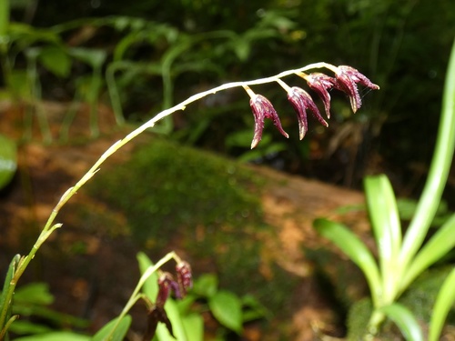 Stelis segoviensis, photograph 6