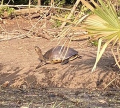 Trachemys grayi grayi