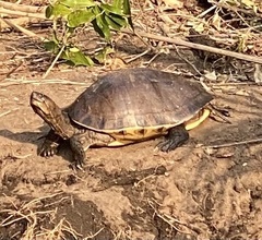 Trachemys grayi grayi