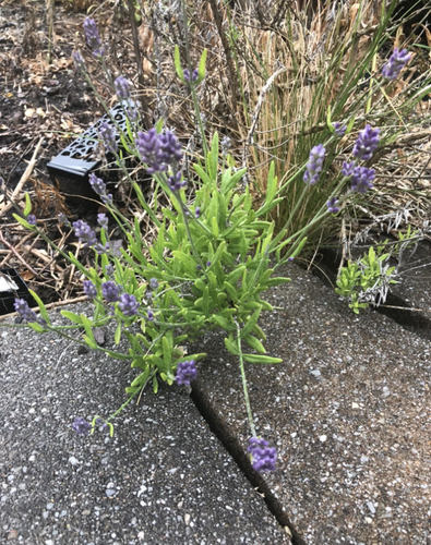 photo of Lavender (Lavandula)