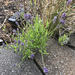 photo of Lavender (Lavandula)