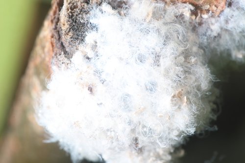 Woolly Apple Aphid photo 5