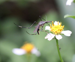 Toxorhynchites splendens