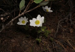 Anemone drummondii drummondii