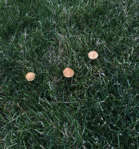 photo of Common Gilled Mushrooms And Allies (Agaricales)