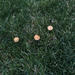 photo of Common Gilled Mushrooms And Allies (Agaricales)