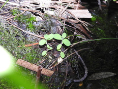 Salvinia minima