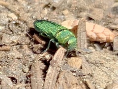 Chrysophana placida