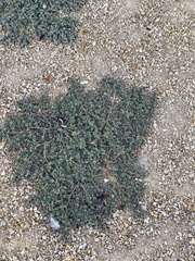 Euphorbia albomarginata
