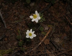 Anemone drummondii drummondii
