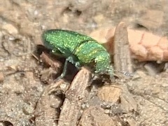 Chrysophana placida