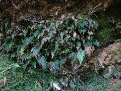 Abrodictyum elongatum